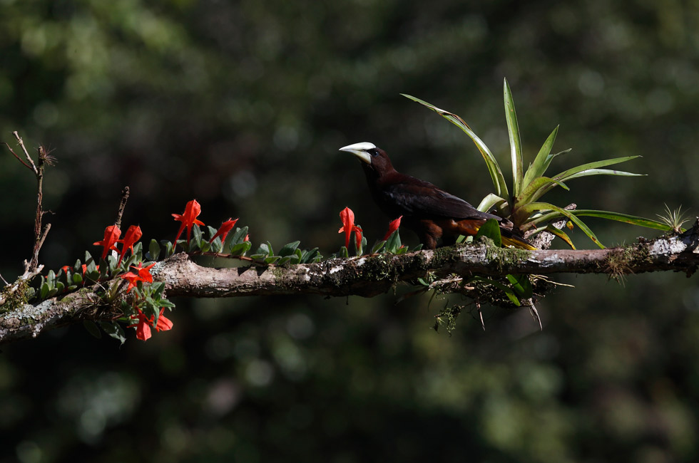 Imagen 16 de la galería de Costa Rica